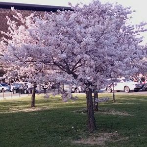 Meet your Posher, Brigid